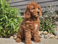 Felicia , a female Cockapoo for sale in Boyden, IA – 4 of 10