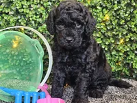 Felix, a male Whoodle for sale in Boyden, IA – 8 of 10