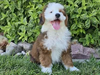 Sonic, a male Miniature Bernedoodle for sale in Boyden, IA – 9 of 10