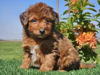 Jimmy, a male Miniature Aussiedoodle for sale in Boyden, IA – 6 of 10