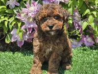 Scooby, a male Havapoo for sale in Boyden, IA – 4 of 10
