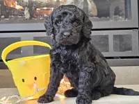 Daico, a male Goldendoodle for sale in Boyden, IA – Photo 6 of 10