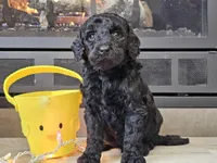 Daico, a male Goldendoodle for sale in Boyden, IA – Photo 4 of 10