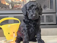 Daico, a male Goldendoodle for sale in Boyden, IA – Photo 2 of 10