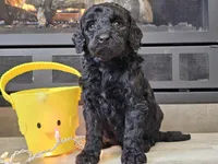 Daico, a male Goldendoodle for sale in Boyden, IA – Photo 8 of 10