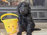 Daico, a male Goldendoodle for sale in Boyden, IA – Photo 9 of 10