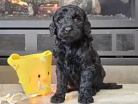 Daico, a male Goldendoodle for sale in Boyden, IA – Photo 3 of 10