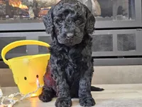 Daico, a male Goldendoodle for sale in Boyden, IA – Photo 10 of 10