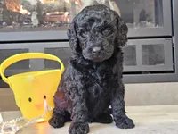 Daico, a male Goldendoodle for sale in Boyden, IA – Photo 1 of 10