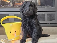 Daico, a male Goldendoodle for sale in Boyden, IA – Photo 7 of 10