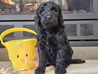 Daico, a male Goldendoodle for sale in Boyden, IA – Photo 5 of 10