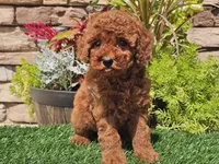 Destiny, a female Poodle - Miniature  for sale in Boyden, IA – 2 of 10