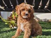 Gage, a male Cavapoo for sale in Boyden, IA – 3 of 10