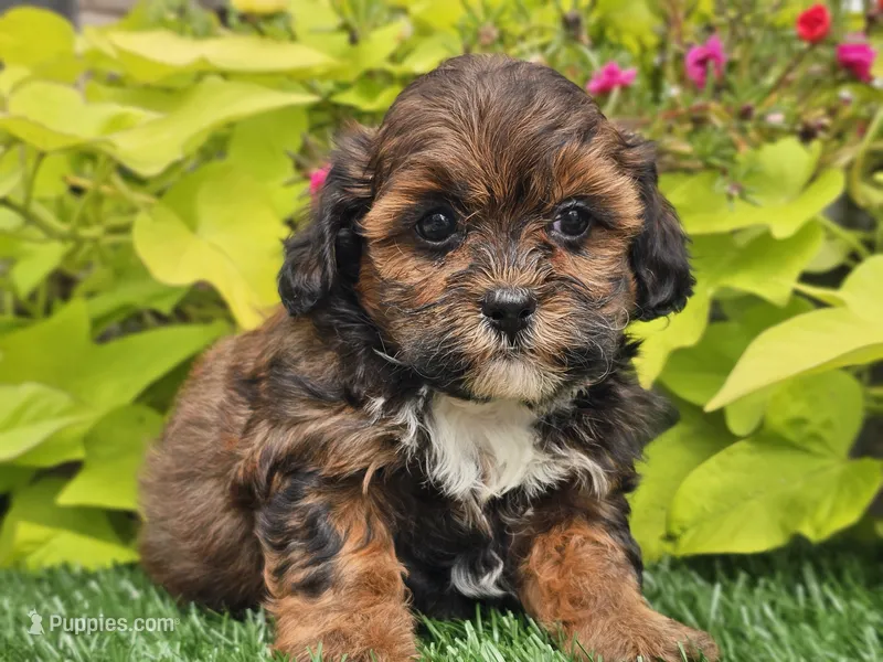 Nori – Shihpoo puppy for sale in Boyden, IA