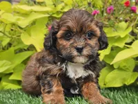 Nori, a female Shihpoo for sale in Boyden, IA – 1 of 10