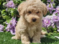 Colt, a male Havapoo for sale in Boyden, IA – 2 of 10