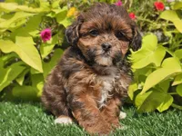 Navy, a female Shihpoo for sale in Boyden, IA – 5 of 10