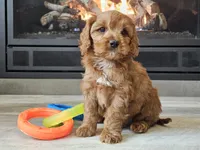 Maurice , a male Cavapoo for sale in Boyden, IA – 8 of 10