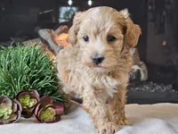Piko, a male Maltipoo for sale in Boyden, IA – 4 of 10