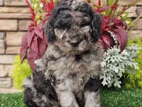 Wesley, a male Goldendoodle for sale in Boyden, IA – 7 of 8