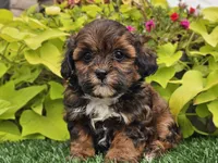 Nori, a female Shihpoo for sale in Boyden, IA – 10 of 10