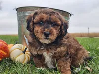 Banjo, a male Havapoo for sale in Boyden, IA – 2 of 10