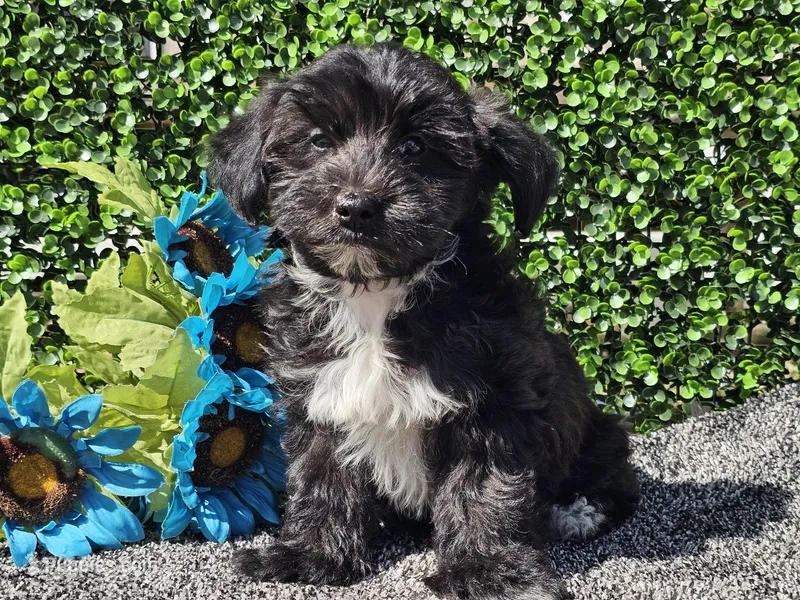 Luca – Yorkipoo puppy for sale in Boyden, IA