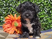 Luca, a male Yorkipoo for sale in Boyden, IA – Photo 8 of 10