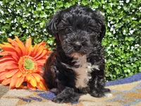 Luca, a male Yorkipoo for sale in Boyden, IA – Photo 3 of 10