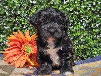 Luca, a male Yorkipoo for sale in Boyden, IA – Photo 10 of 10