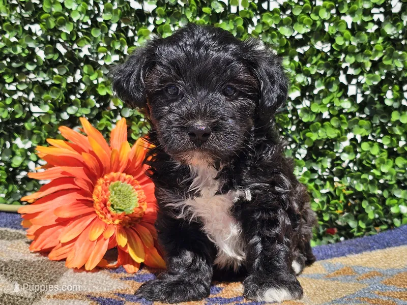 Luca – Yorkipoo puppy for sale in Boyden, IA