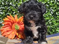 Luca, a male Yorkipoo for sale in Boyden, IA – Photo 6 of 10