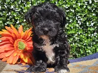 Luca, a male Yorkipoo for sale in Boyden, IA – Photo 7 of 10