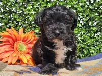 Luca, a male Yorkipoo for sale in Boyden, IA – Photo 4 of 10