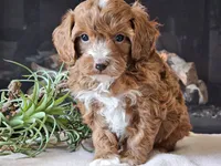 Kit, a male Cavapoo for sale in Boyden, IA – 3 of 10