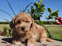 Isabella , a female Havapoo for sale in Boyden, IA – 5 of 10