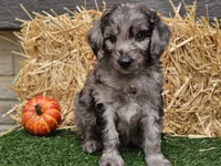 Stetson , a male Goldendoodle for sale in Boyden, IA – 8 of 10