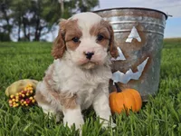 Odie, a male Cavapoo for sale in Boyden, IA – 1 of 10