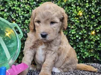 Finnigan , a male Whoodle for sale in Boyden, IA – 2 of 10