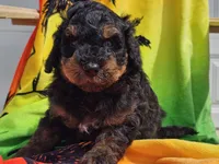 Suki, a male Miniature Bernedoodle for sale in Boyden, IA – 8 of 10