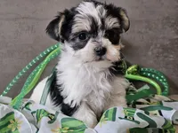 Nova, a female Morkie for sale in Boyden, IA – Photo 7 of 10