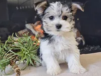 Noelle, a female Morkie for sale in Boyden, IA – Photo 5 of 10