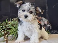 Noelle, a female Morkie for sale in Boyden, IA – Photo 10 of 10