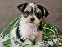 Nova, a female Morkie for sale in Boyden, IA – Photo 5 of 10