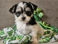Nova, a female Morkie for sale in Boyden, IA – Photo 2 of 10