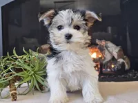 Noelle, a female Morkie for sale in Boyden, IA – Photo 3 of 10