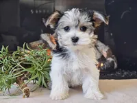Noelle, a female Morkie for sale in Boyden, IA – Photo 6 of 10