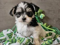 Nova, a female Morkie for sale in Boyden, IA – Photo 1 of 10
