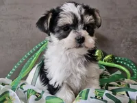 Nova, a female Morkie for sale in Boyden, IA – Photo 9 of 10