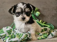 Nova, a female Morkie for sale in Boyden, IA – Photo 6 of 10